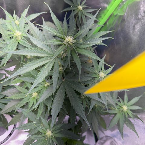 Pinapple Express growlog timeline photo