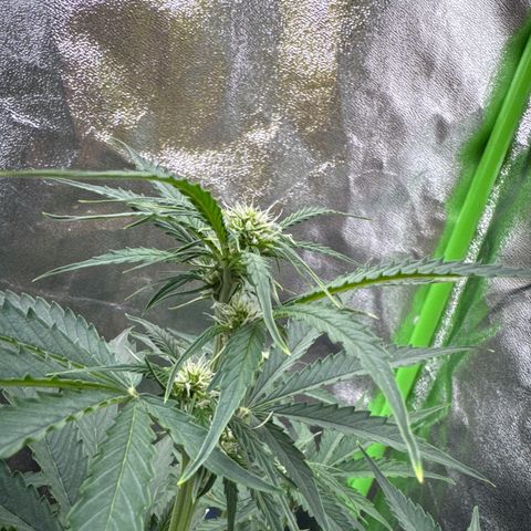 Pinapple Express growlog timeline photo