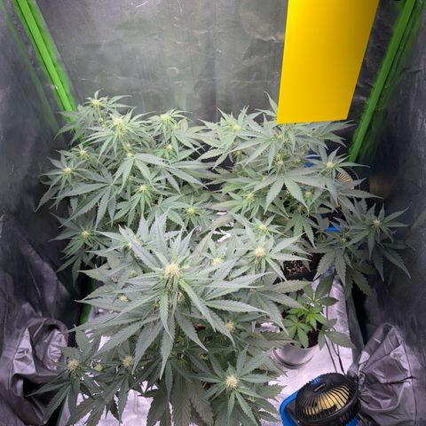 Pinapple Express growlog timeline photo