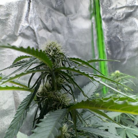 Pinapple Express growlog timeline photo