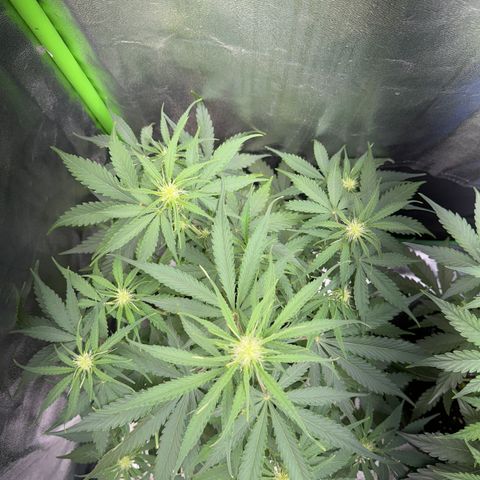 Pinapple Express growlog timeline photo