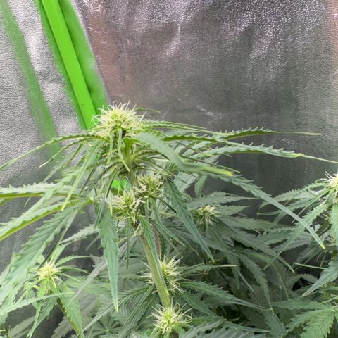 Pinapple Express growlog timeline photo