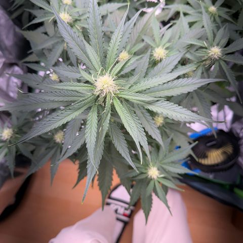 Pinapple Express growlog timeline photo