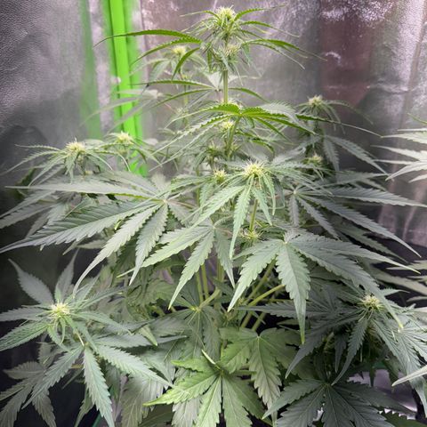 Pinapple Express growlog timeline photo