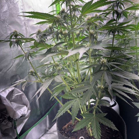 Pinapple Express growlog timeline photo