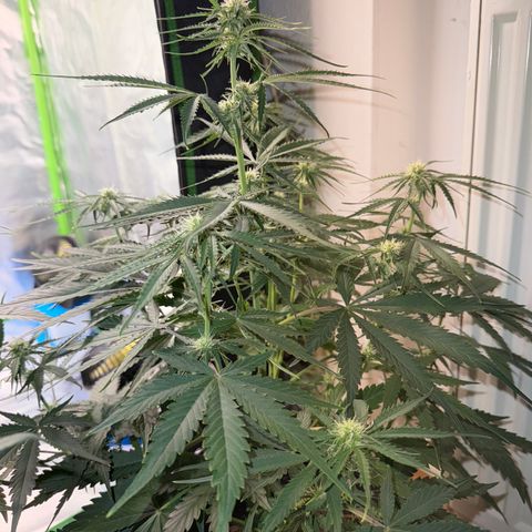 Pinapple Express growlog timeline photo