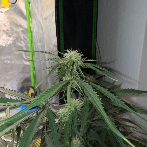 Pinapple Express growlog timeline photo