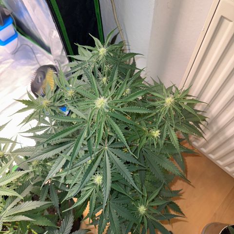Pinapple Express growlog timeline photo