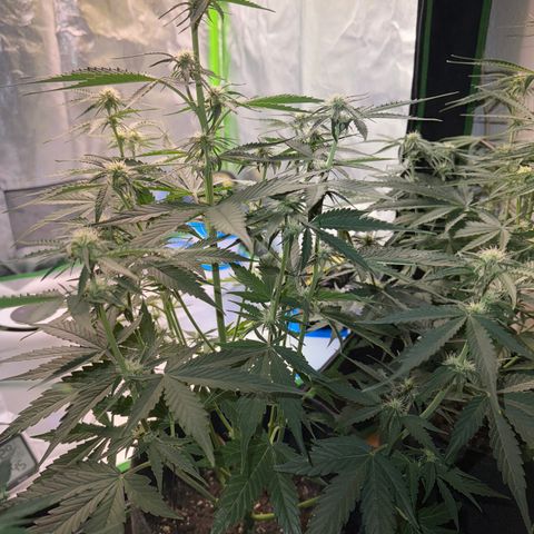 Pinapple Express growlog timeline photo