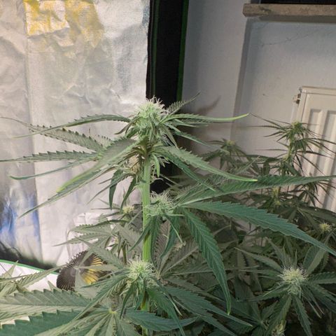 Pinapple Express growlog timeline photo