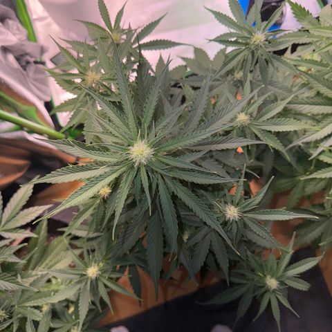 Pinapple Express growlog timeline photo