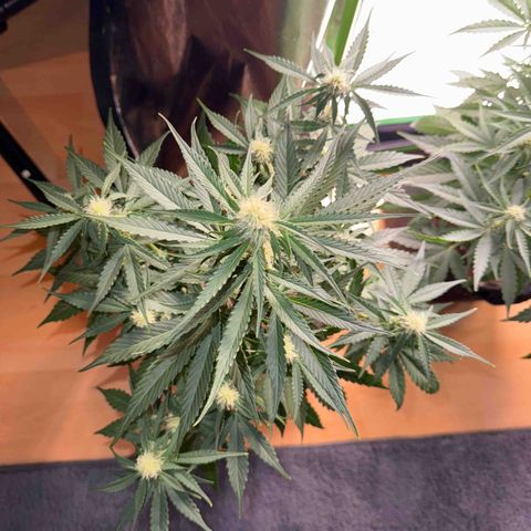 Pinapple Express growlog timeline photo
