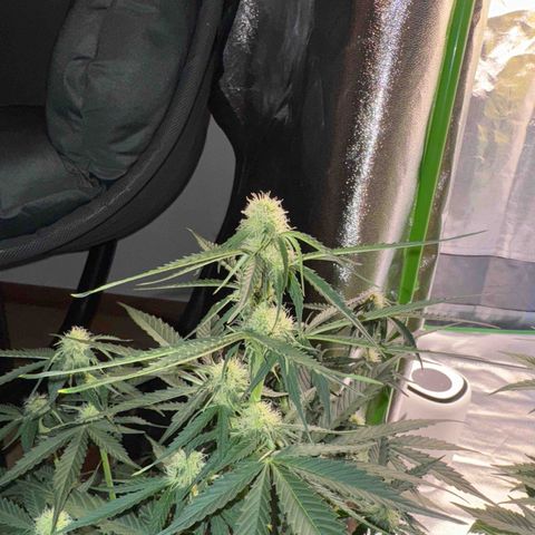 Pinapple Express growlog timeline photo