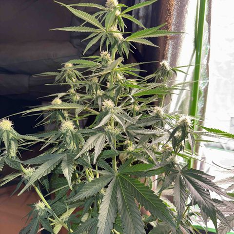 Pinapple Express growlog timeline photo