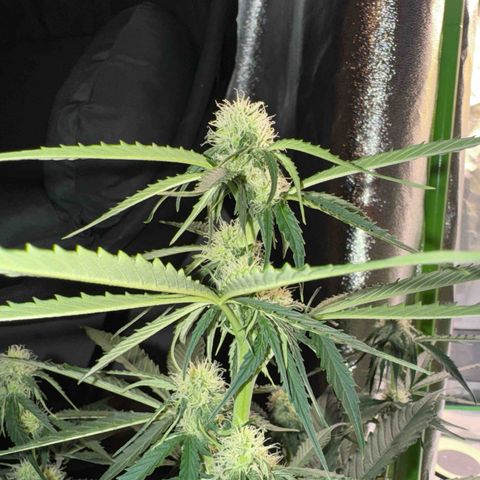 Pinapple Express growlog timeline photo