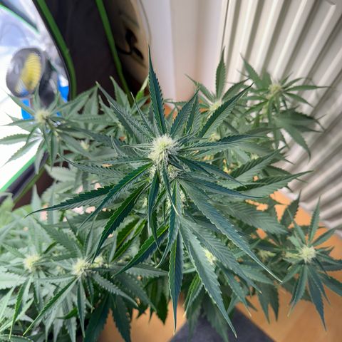 Pinapple Express growlog timeline photo