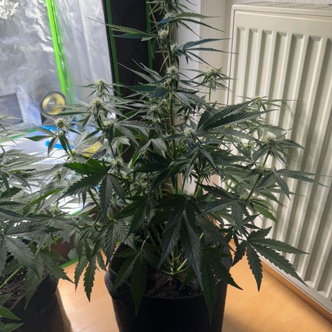 Pinapple Express growlog timeline photo