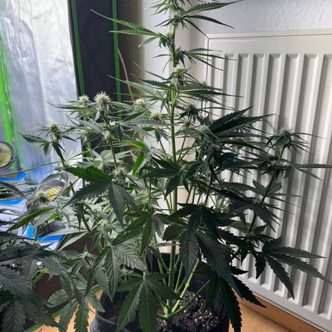 Pinapple Express growlog timeline photo
