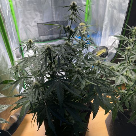 Pinapple Express growlog timeline photo