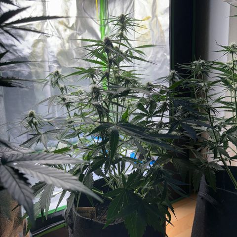 Pinapple Express growlog timeline photo