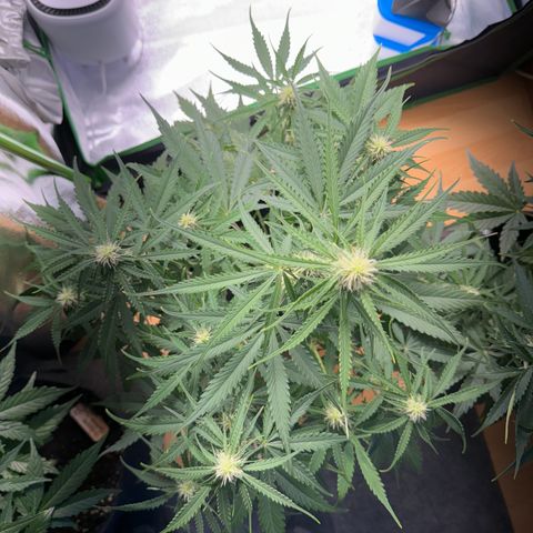 Pinapple Express growlog timeline photo