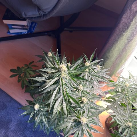 Pinapple Express growlog timeline photo