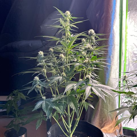 Pinapple Express growlog timeline photo