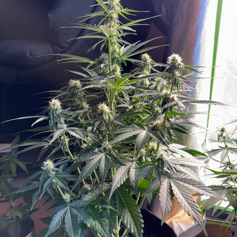 Pinapple Express growlog timeline photo