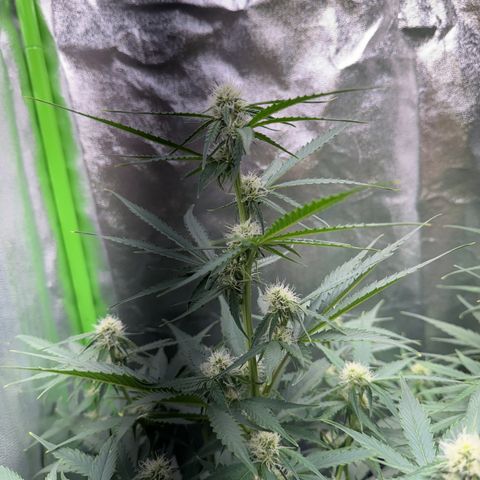 Pinapple Express growlog timeline photo