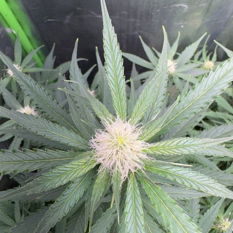 Pinapple Express growlog timeline photo