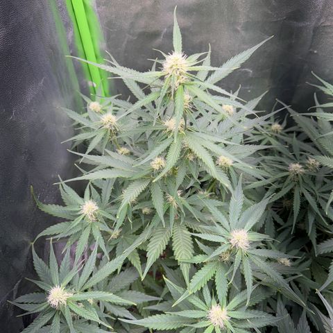 Pinapple Express growlog timeline photo