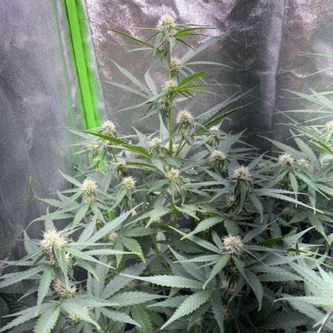 Pinapple Express growlog timeline photo