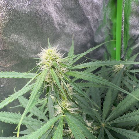 Pinapple Express growlog timeline photo