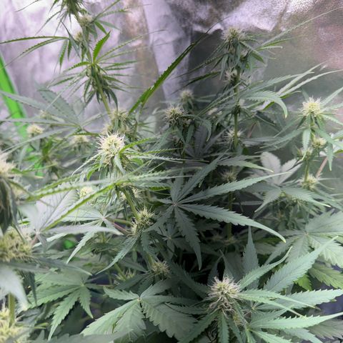 Pinapple Express growlog timeline photo
