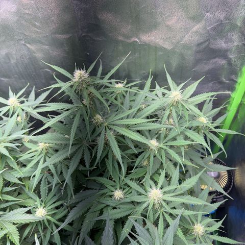 Pinapple Express growlog timeline photo