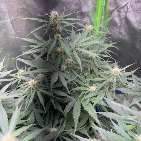 Pinapple Express growlog timeline photo