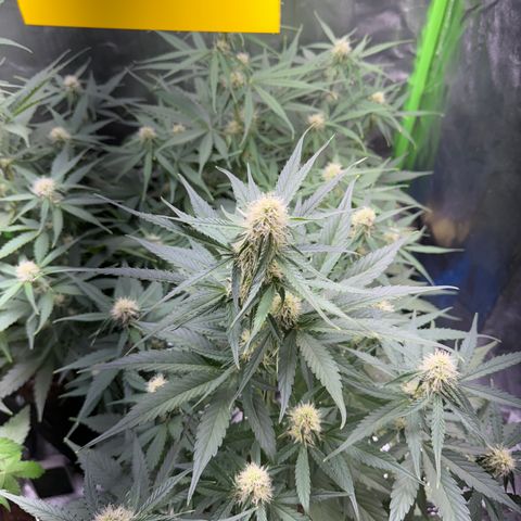 Pinapple Express growlog timeline photo