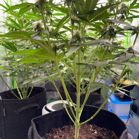 Pinapple Express growlog timeline photo