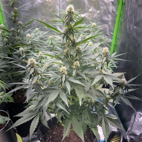 Pinapple Express growlog timeline photo