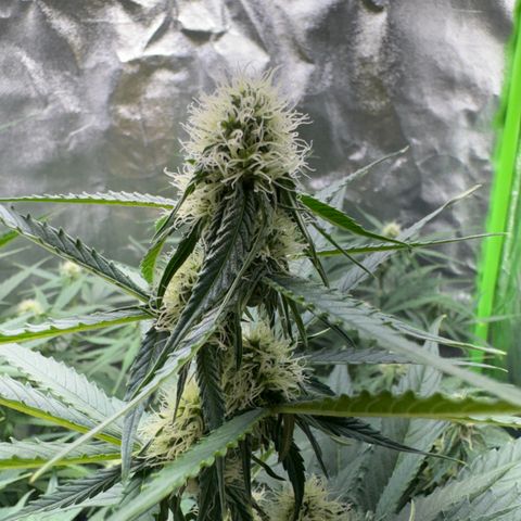 Pinapple Express growlog timeline photo