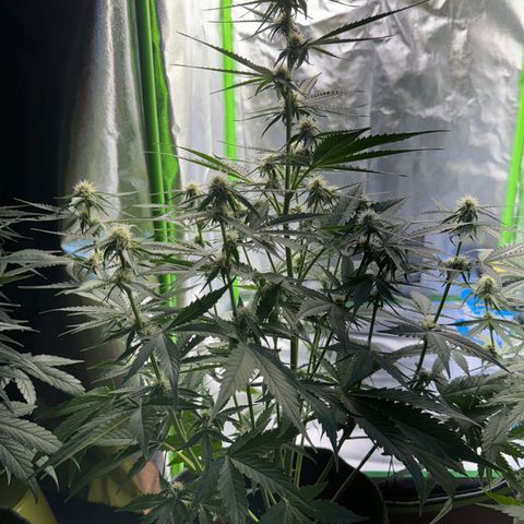 Pinapple Express growlog timeline photo