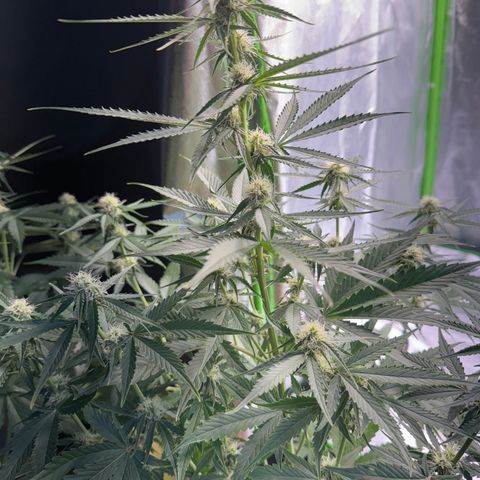 Pinapple Express growlog timeline photo