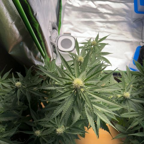 Pinapple Express growlog timeline photo