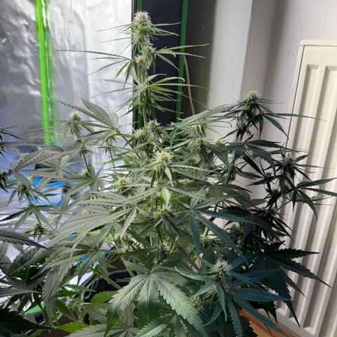 Pinapple Express growlog timeline photo