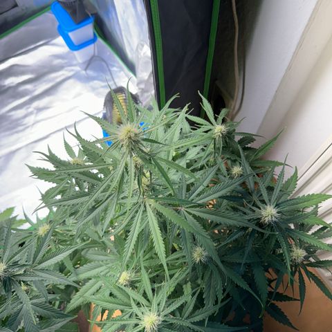 Pinapple Express growlog timeline photo