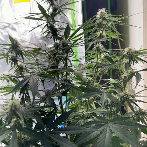 Pinapple Express growlog timeline photo