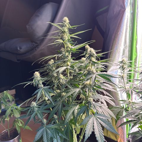 Pinapple Express growlog timeline photo