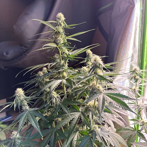 Pinapple Express growlog timeline photo