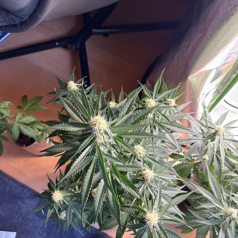 Pinapple Express growlog timeline photo