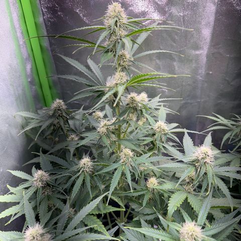 Pinapple Express growlog timeline photo